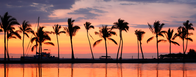 palm trees hawaii