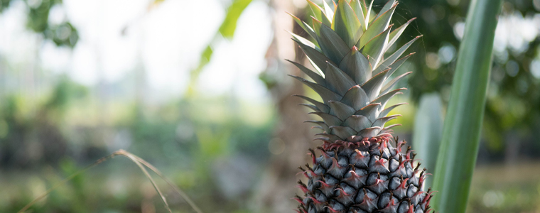 pineapple growing