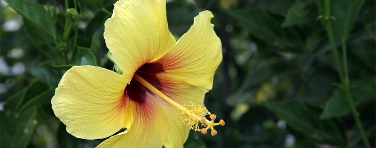 hawaiian flowers yellow hibiscus