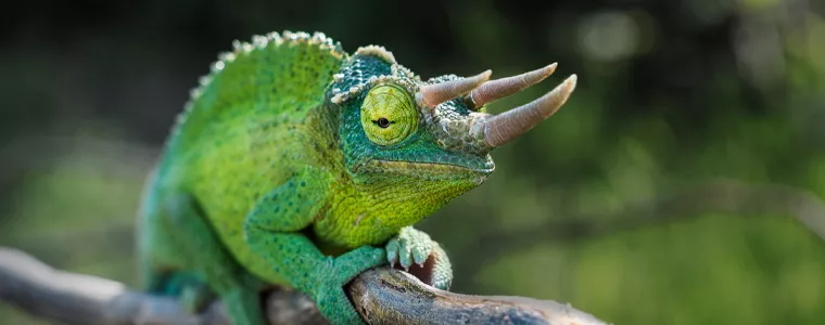 By Land and By Sea: 7 Fascinating Species You'll Find in Hawaii - Royal