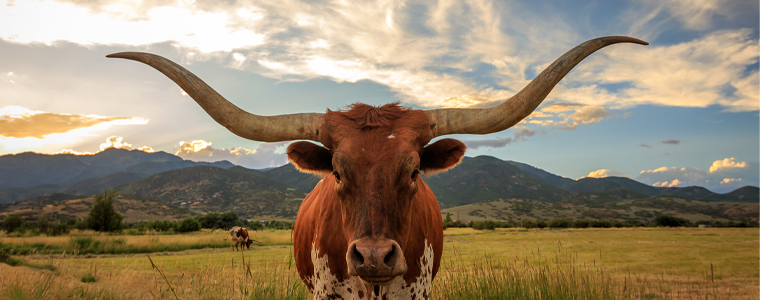 moving to texas cattle