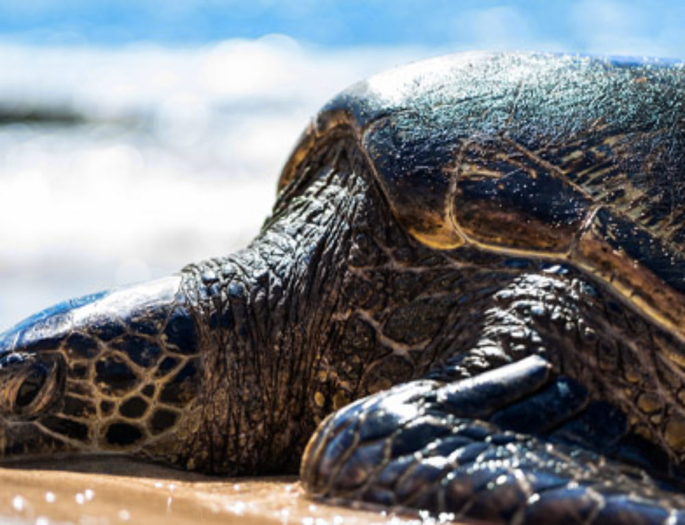 Is It Hawaii or Hawai'i? Understanding the 'Okina Royal Hawaiian