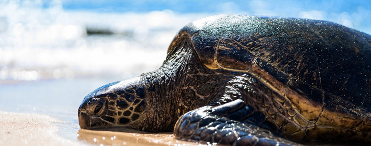 honu sea turtle hawaii beach