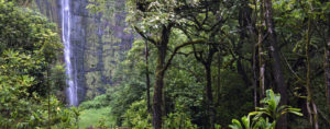 lush forest in hawaii with waterfall