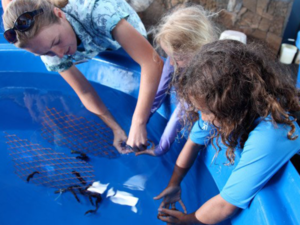 kids with hands in a pool at seahorse farm