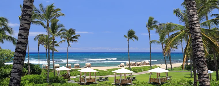 Beach scene with palm trees and popup canopies