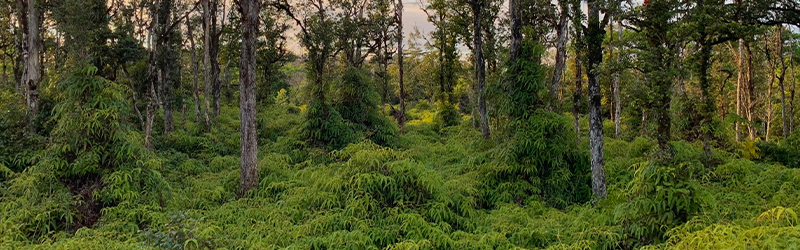 hilo fern acres
