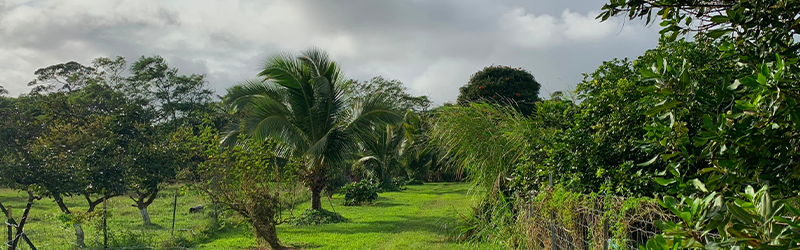 hilo kurtistown
