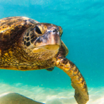 061223 Hawaiian Culture – wildlife