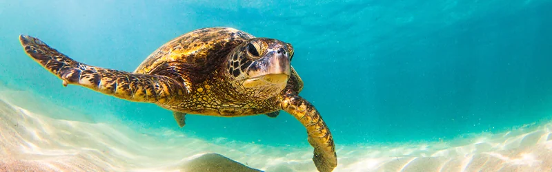 061223 Hawaiian Culture – wildlife