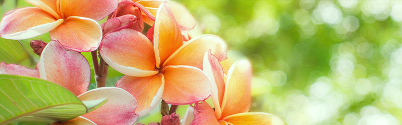 061923 Hawaiian Words for Nature – Pua
