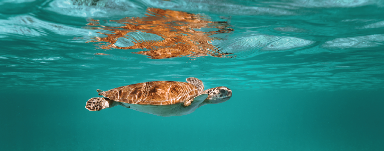 sea turtle